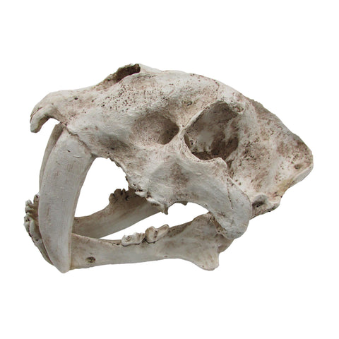 SABRE TOOTH SKULL