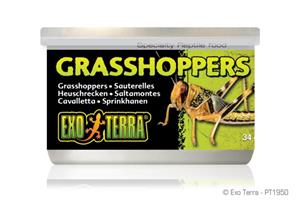 EXO TERRA GRASSHOPPERS SMALL 34G