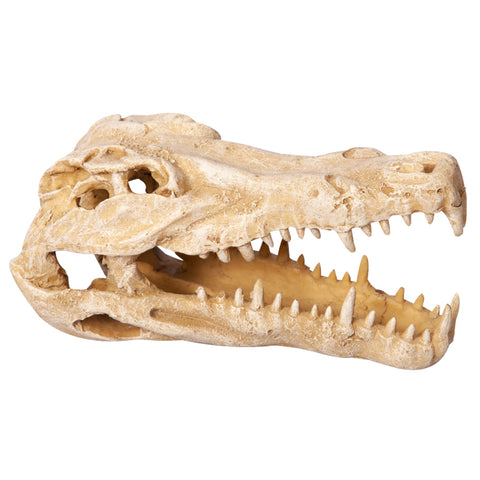Ornament Crocodile Skull 11wx23dx14cmh