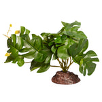 Reptile Plant Md Rhaphidophora Green With Ceramic Base