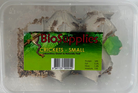 CRICKETS SMALL