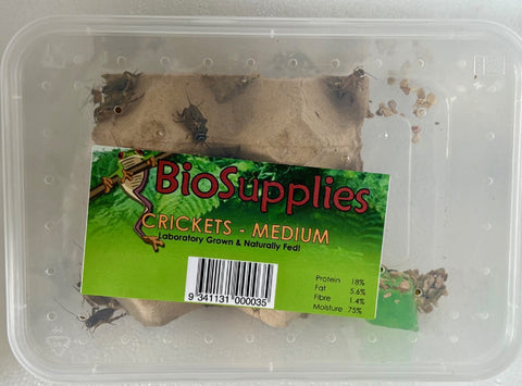 CRICKETS MEDIUM